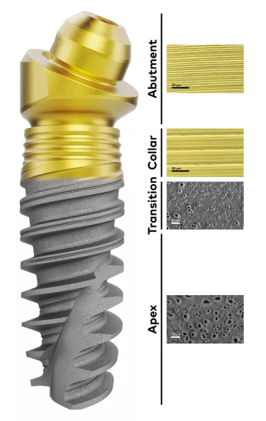 Xeal abutment surface: Smooth surface (Sa ~ 0.2 µm) and non-porous, with enhanced surface chemistry, and a nanostructured oxide layer that results in a golden hue. TiUltra implant collar: Minimally rough (Sa ~ 0.5 μm) and ultra-hydrophilic, with a nanostructured oxide layer. TiUltra implant body/apex: Moderately rough and ultra-hydrophilic, with gradual change in topography (from Sa ~ 0.9 to 1.4 μm), and a low-to-high pore density.