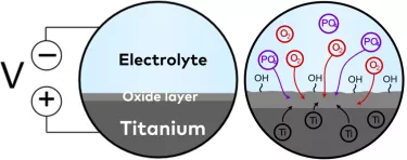 Figure 1: Phosphate from the electrolyte can be incorporated into the oxide layer during anodization. The amount of free hydroxyl groups on the surface is increased by anodization.