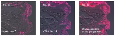 esponse to Wnt stimulus over time. (Fibroblasts around saline-treated implants showed no such response.) 