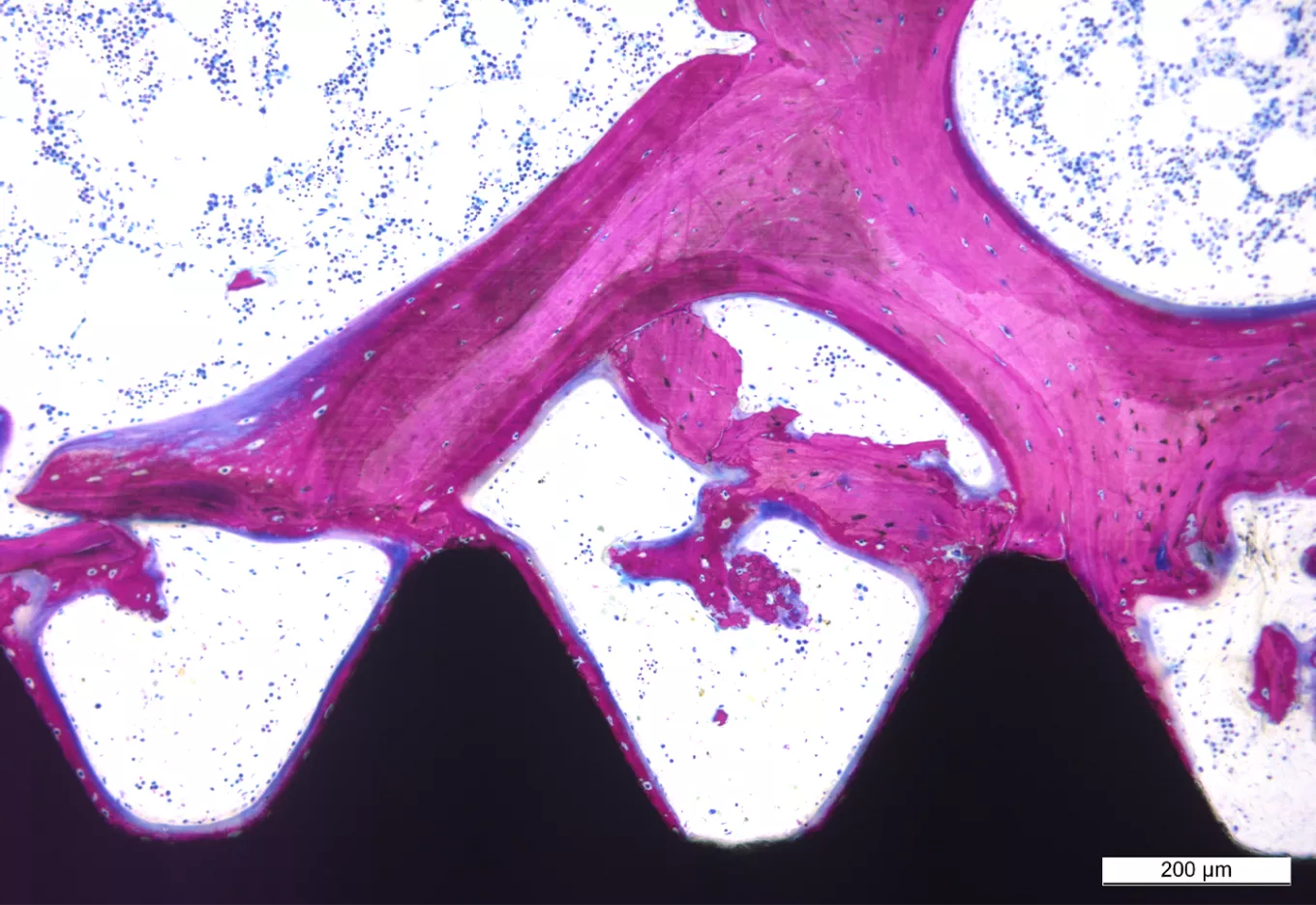 NobelScience osteogenesis